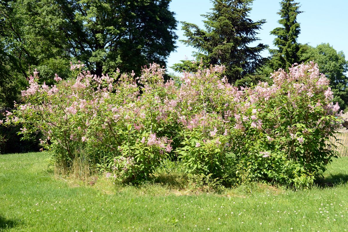 04 Flowers In Lilac Walk Pathway On The North Side Of Sheep Meadow In Central Park West Side